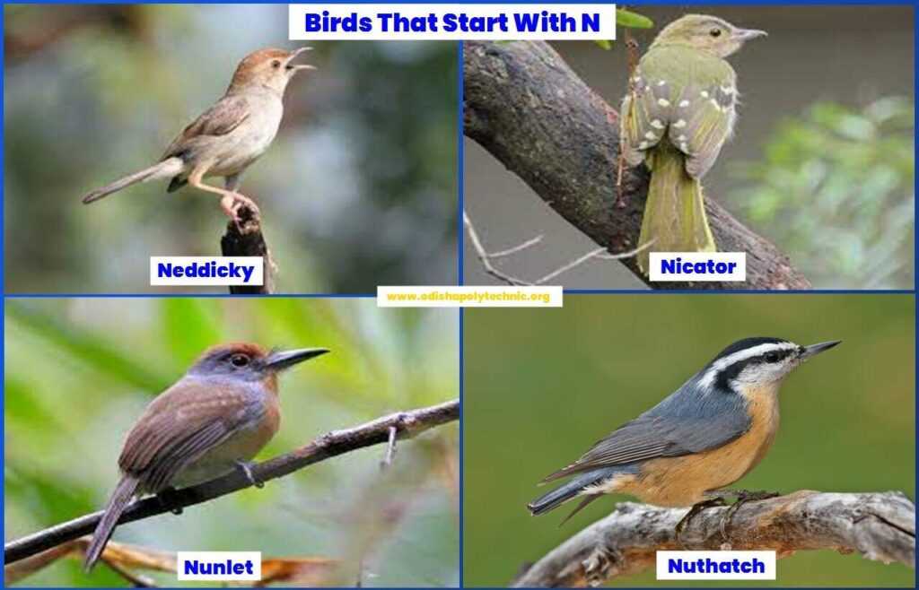 Birds That Start With N