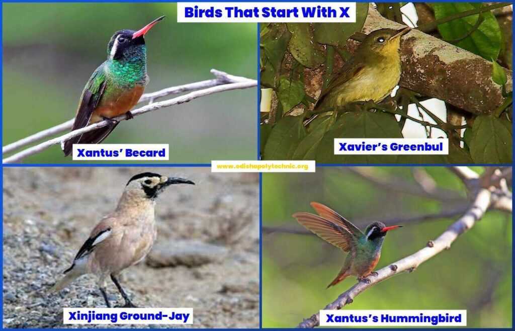 Birds That Start With X