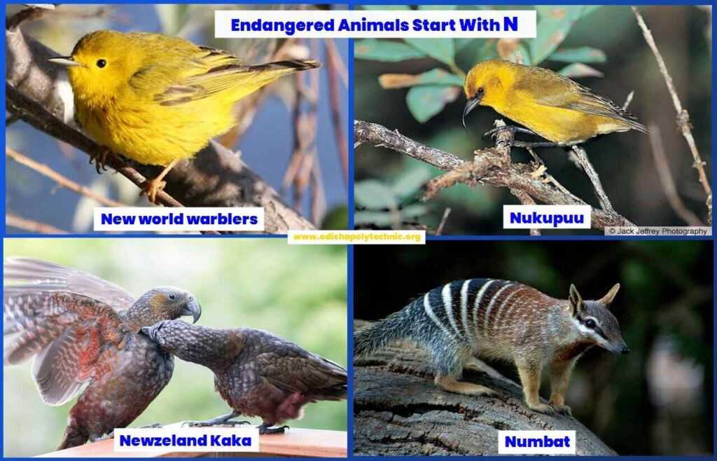 Endangered Animals that start with N