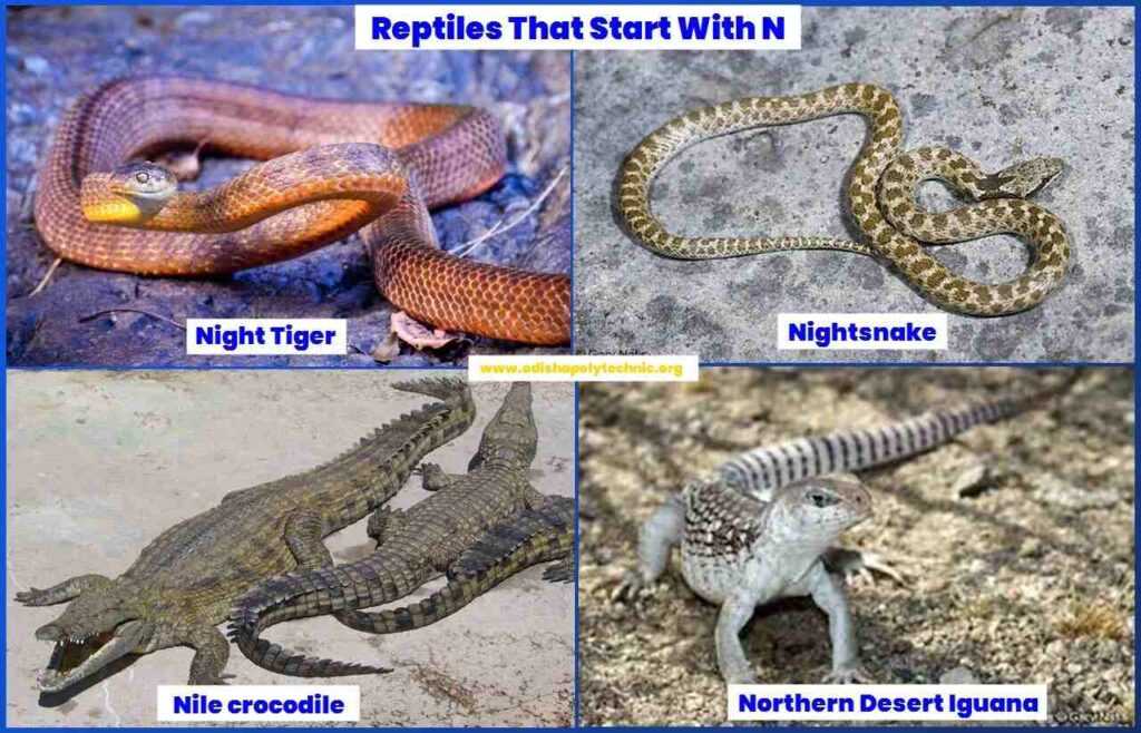 Reptiles That Start With N