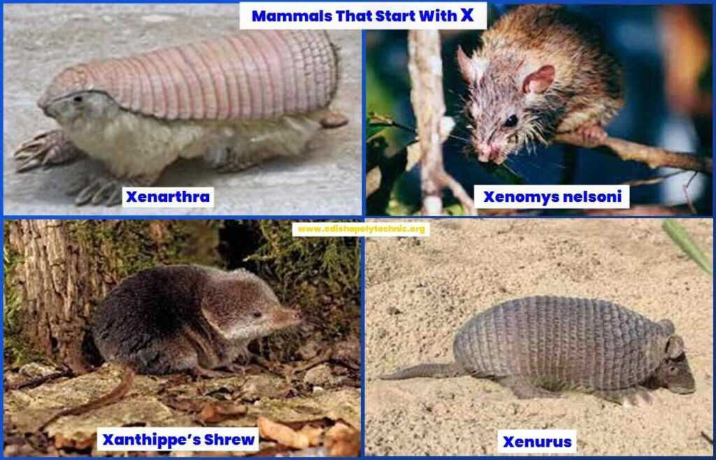 mammals Animals that start with X