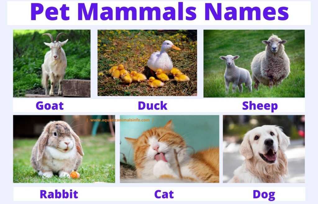 pet mammals name