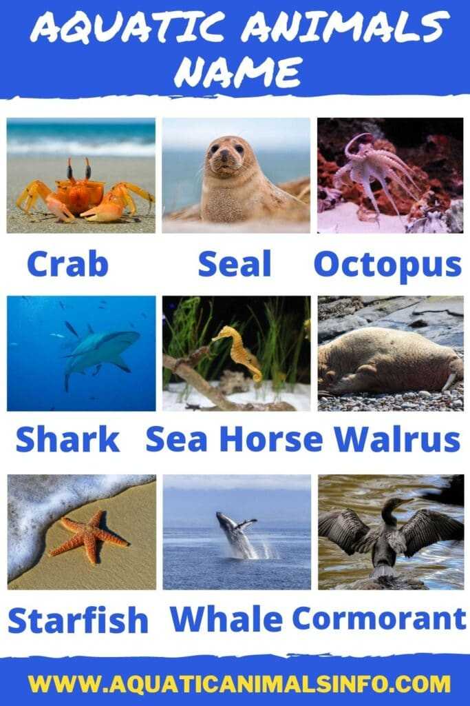 Aquatic Animals Names