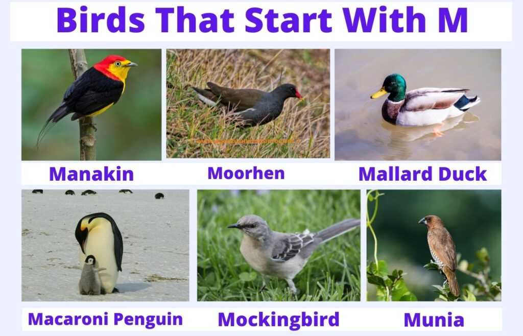 birds That Start With M