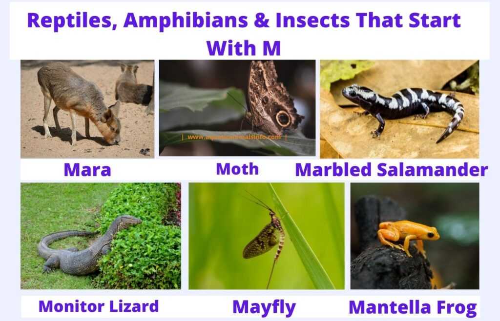 reptiles amphibians insects that start with m