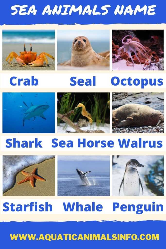 sea animals name