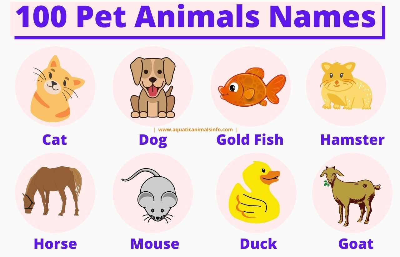 Cute Pet Animals Names in English: Denifition With Pictures