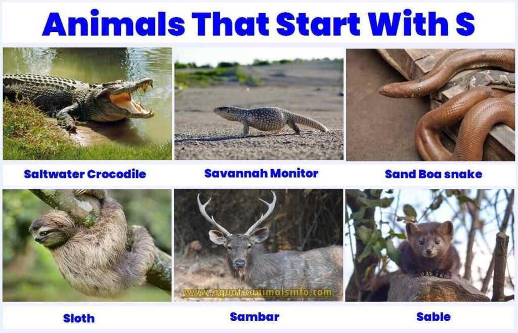 Animals that start with S