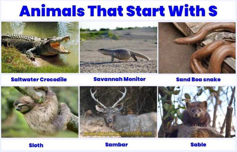 Animal that start with S