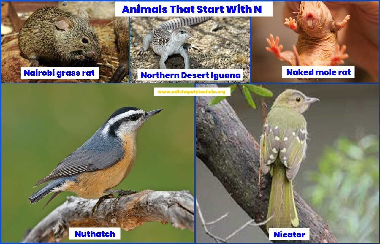 Animals That Start With N 2