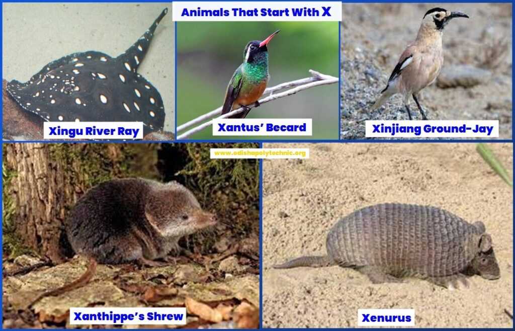 Animals that start with X 1