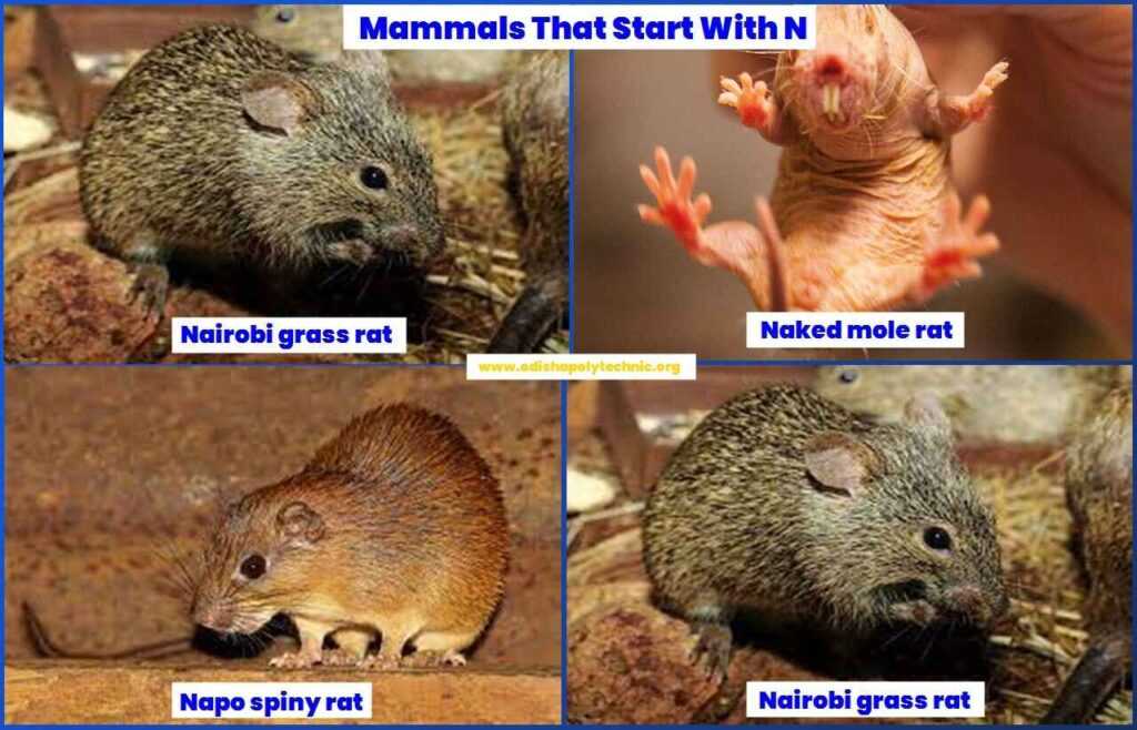 Mammals That Start With N