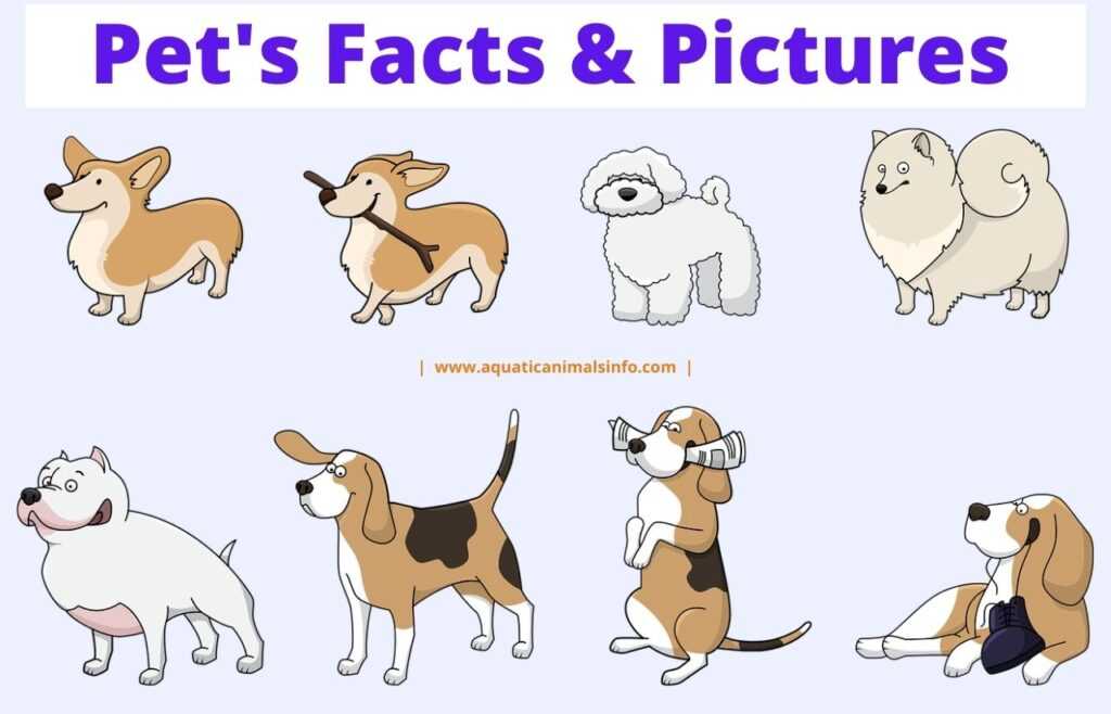 Pet Animals Facts & Pictures
