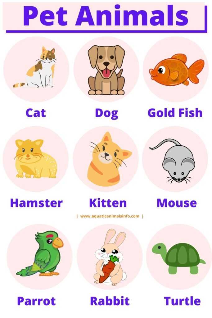 Cute Pet Animals Names in English: Denifition With Pictures | Animals' Space