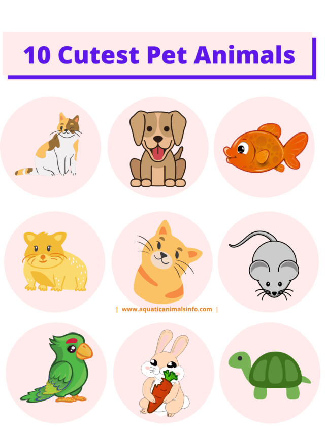 cropped-Pet-Animals.png