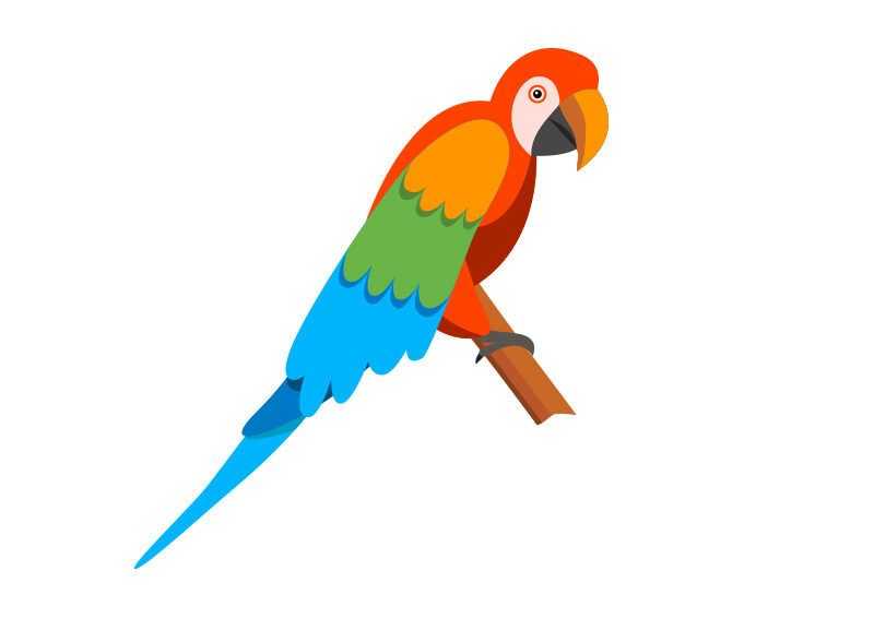 parrot pet animal