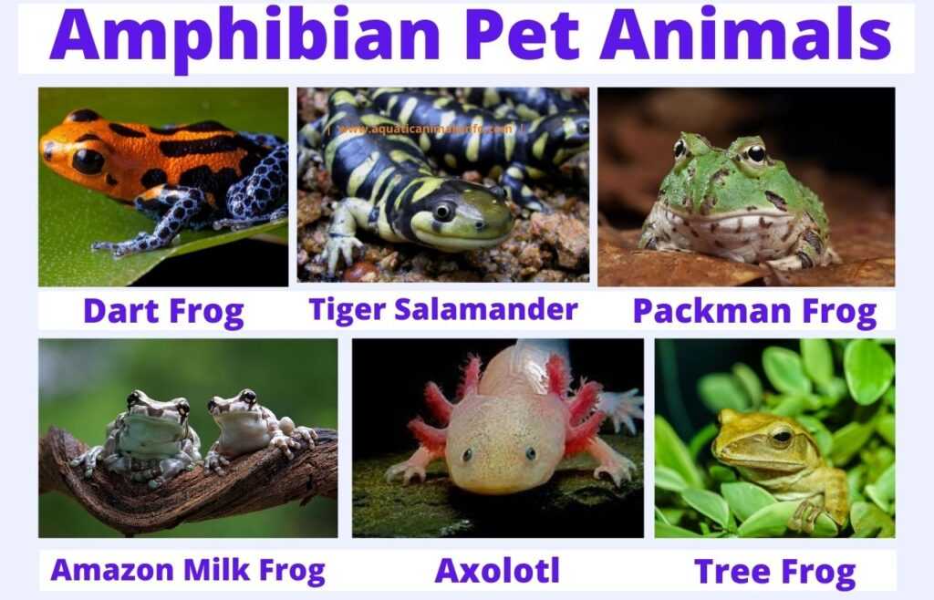 pet amphibian name