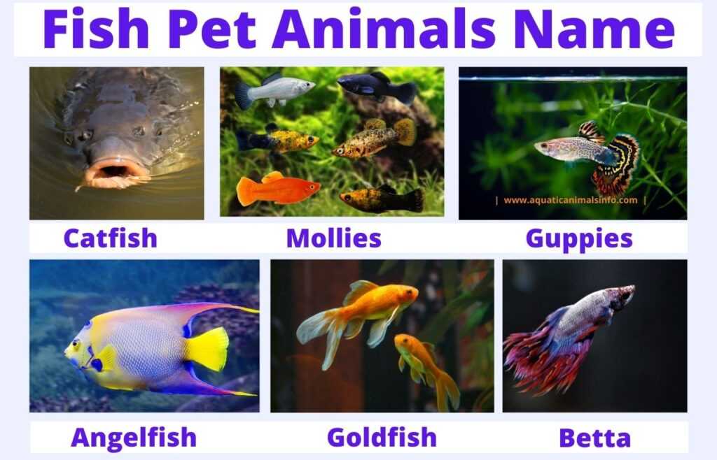 fish pet animals name