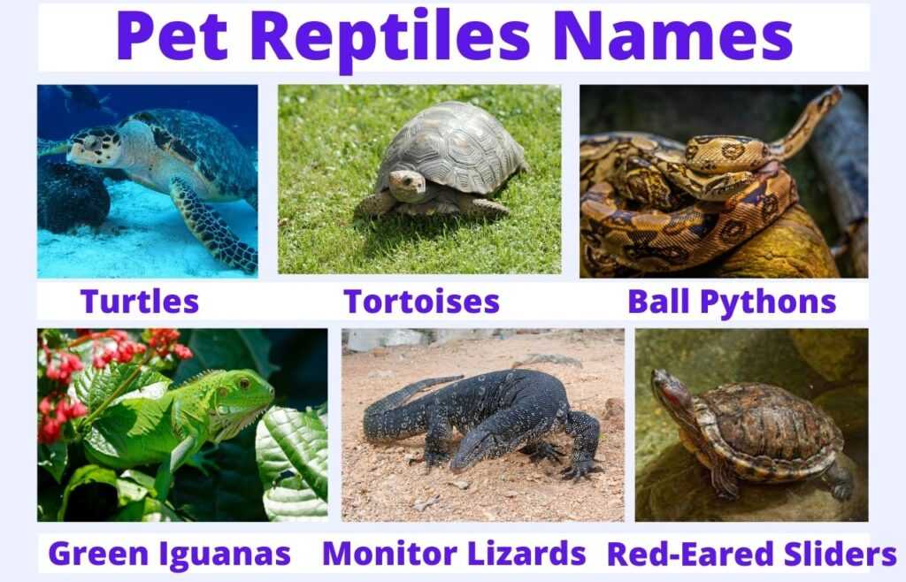 pet reptiles name