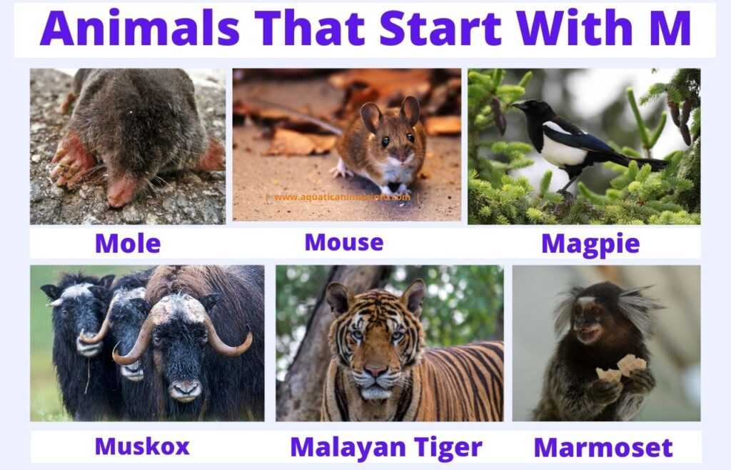 Animals That Start With M 