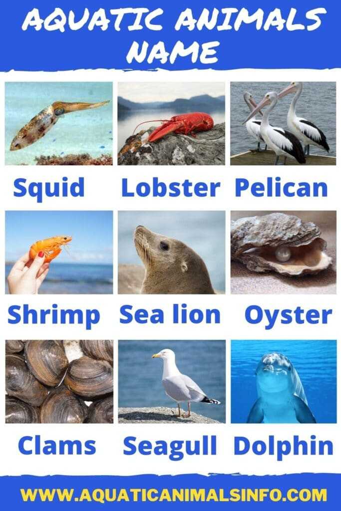 60+ Aquatic Animals Name: List With Pictures | Animals' Space