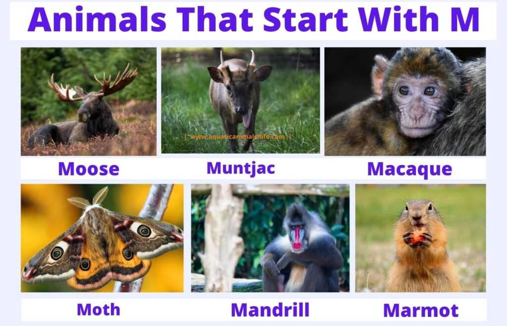 Hey! Can you think of some animals that start with M? What? That’s it! Don’t worry, this article will introduce to you almost 50+ animals that start with letter M.