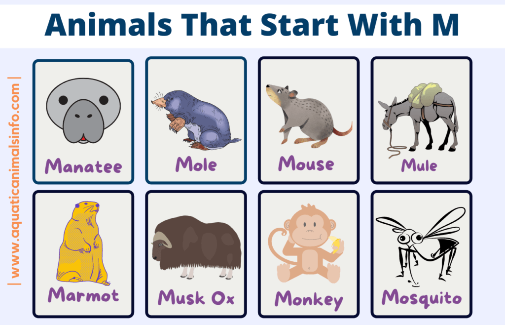 Animals A to Z | Animals' Space