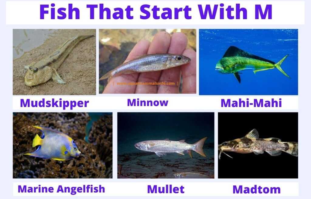 fish That Start With M