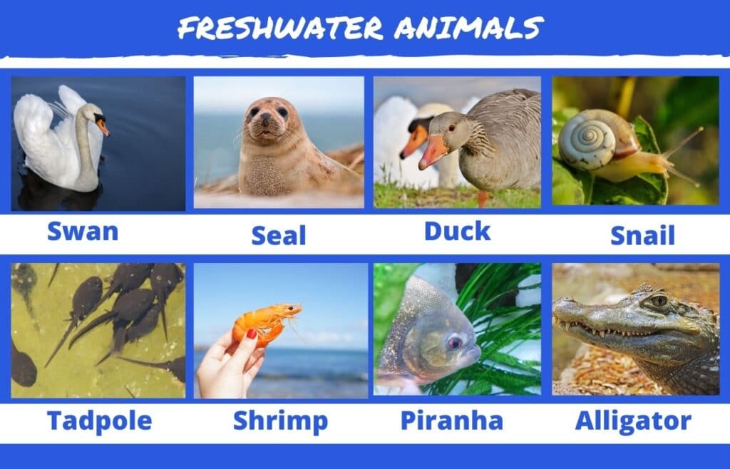 80+ Freshwater Animals and Plants: List With Pictures | Animals' Space