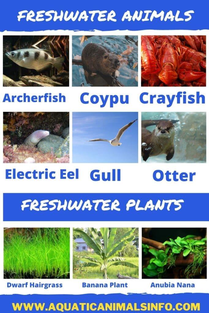 freshwater animals and plants