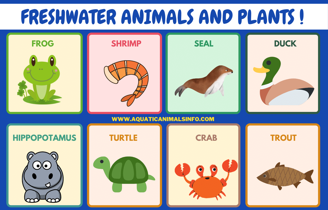 freshwater animals