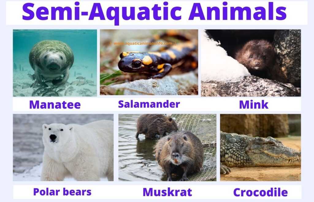 image of semi aquatic animals