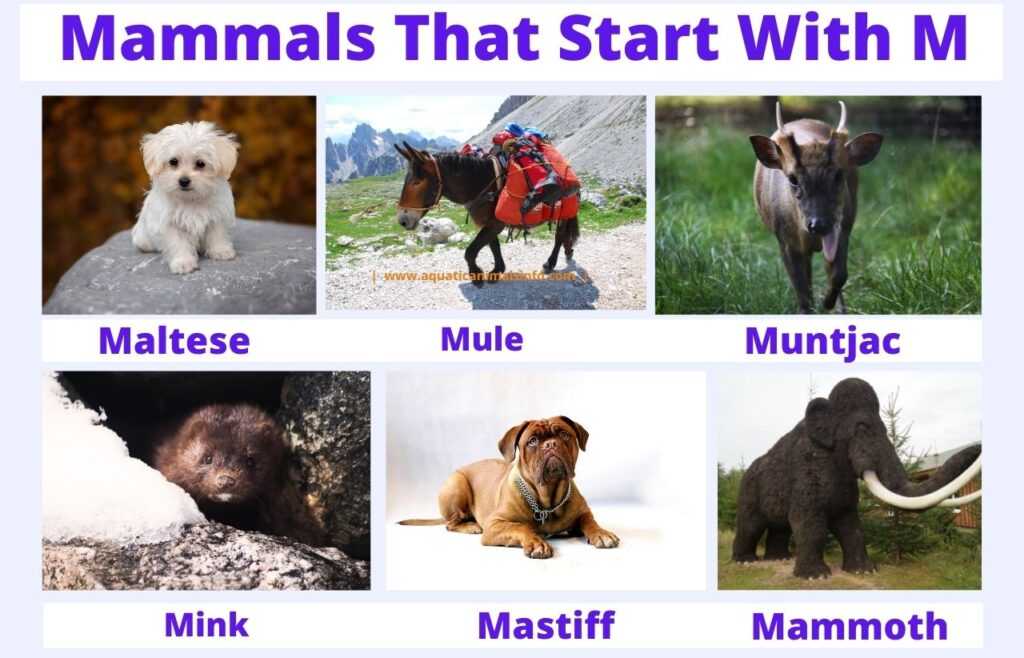 mammals That Start With M