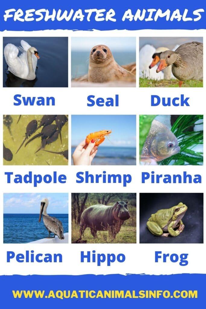 freshwater animals 