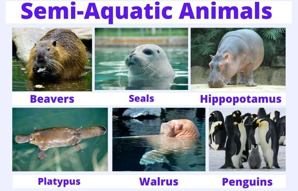 pictures of semi aquatic animals
