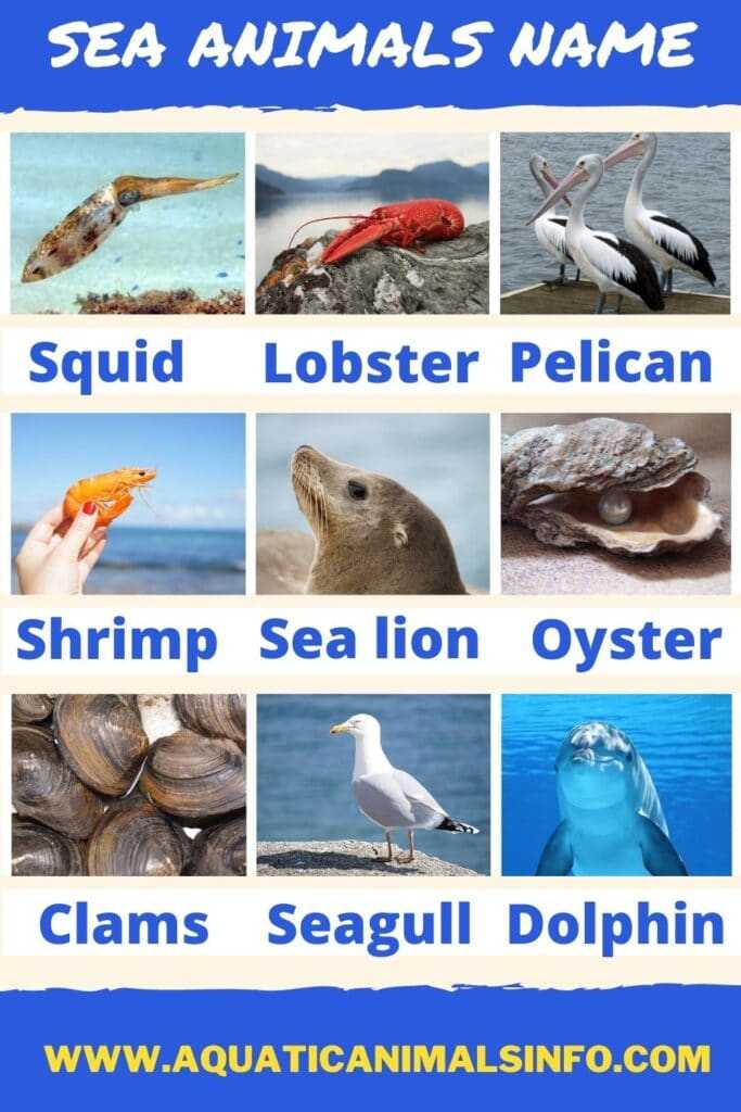50+ Water, Ocean, Sea Animals Names: List With Pictures | Animals' Space