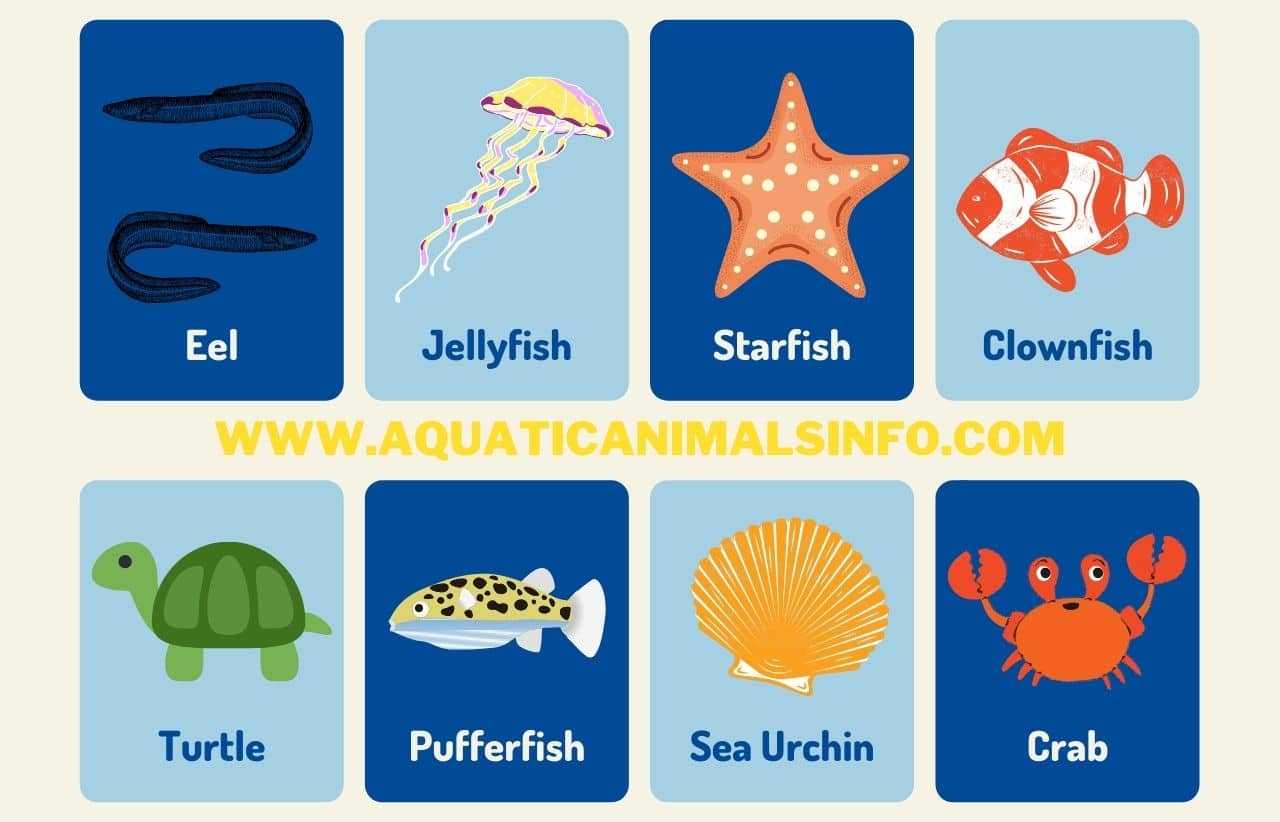 50+ Water, Ocean, Sea Animals Names: List With Pictures