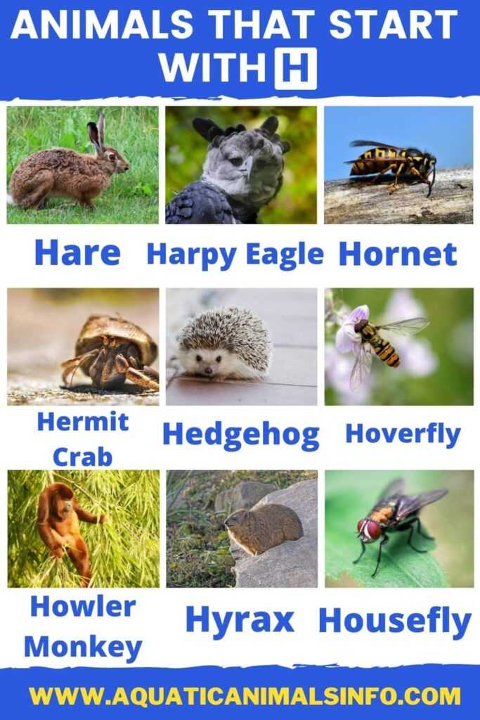 animals that start with h